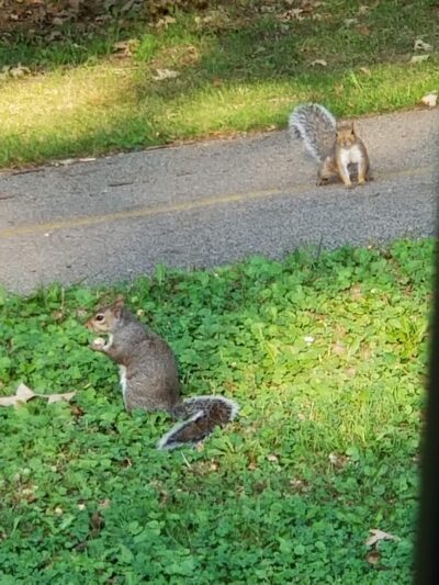 Dan Ryan Woods-Central - Chicago, IL