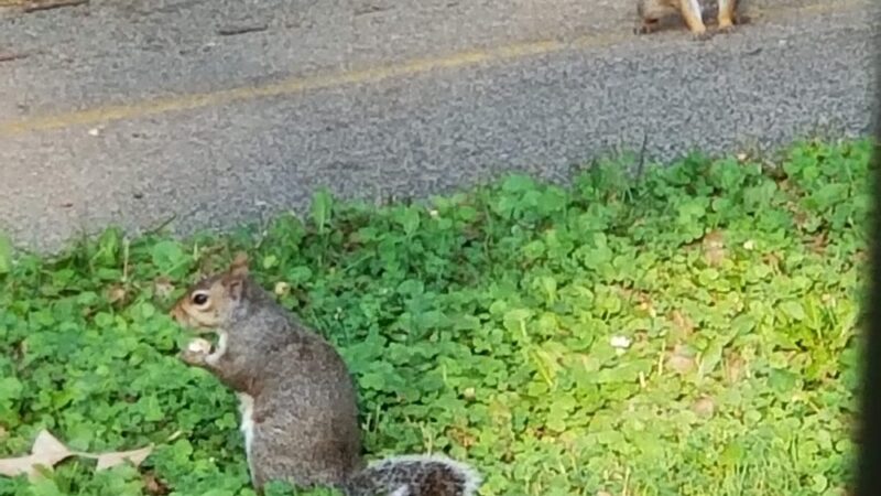 Dan Ryan Woods-Central - Chicago, IL