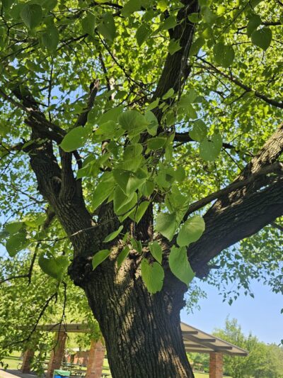 Dan Ryan Woods-North - Chicago, IL