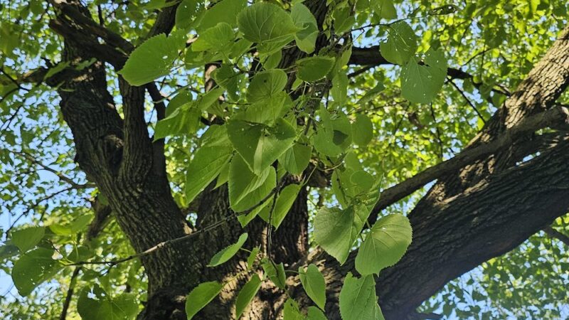 Dan Ryan Woods-North - Chicago, IL