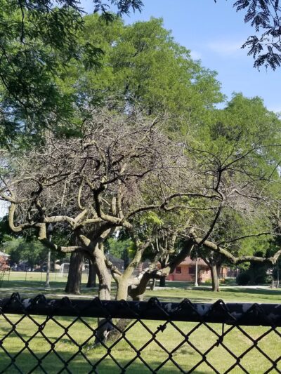 Dawes (Charles G.) Park - Chicago, IL