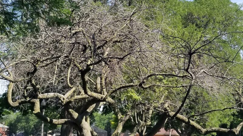 Dawes (Charles G.) Park - Chicago, IL