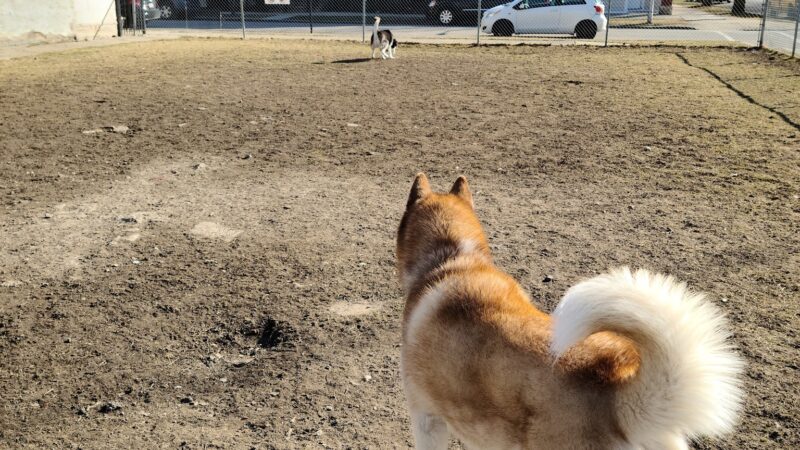 Dog park - Chicago, IL