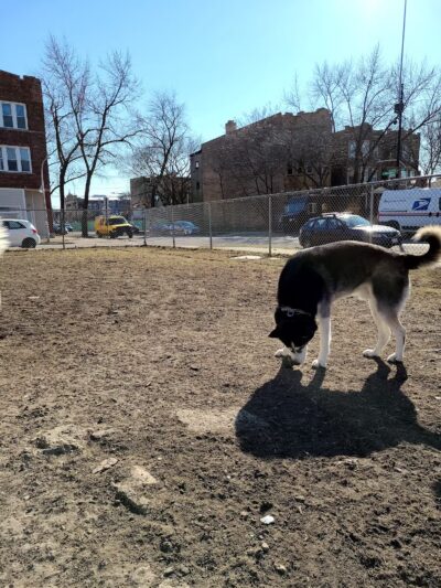 Dog park - Chicago, IL