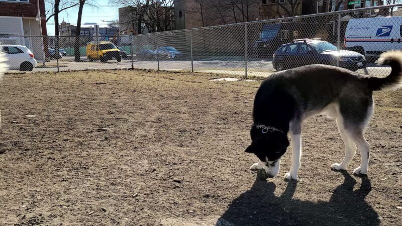 Dog park - Chicago, IL