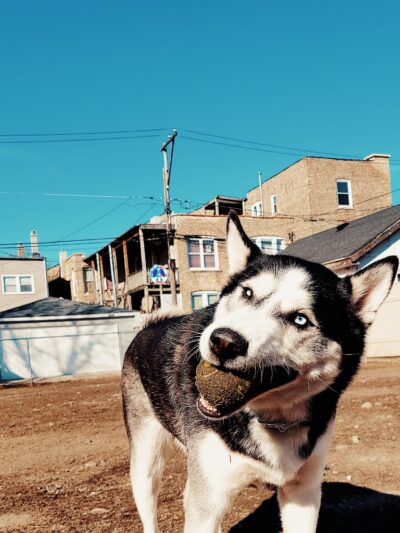 Dog park - Chicago, IL