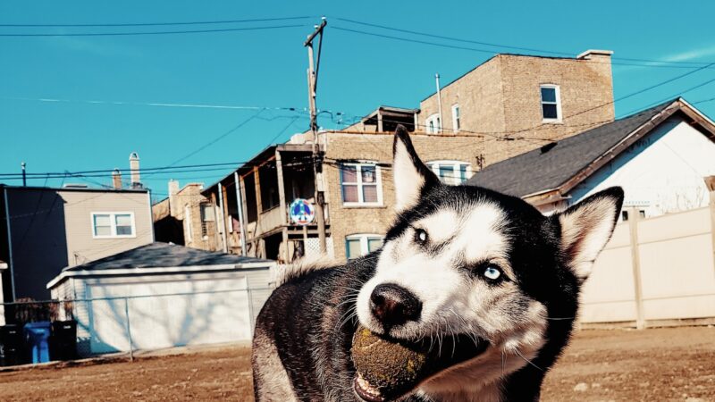 Dog park - Chicago, IL