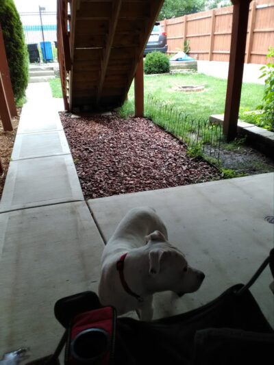 Dogwood Park - Chicago, IL