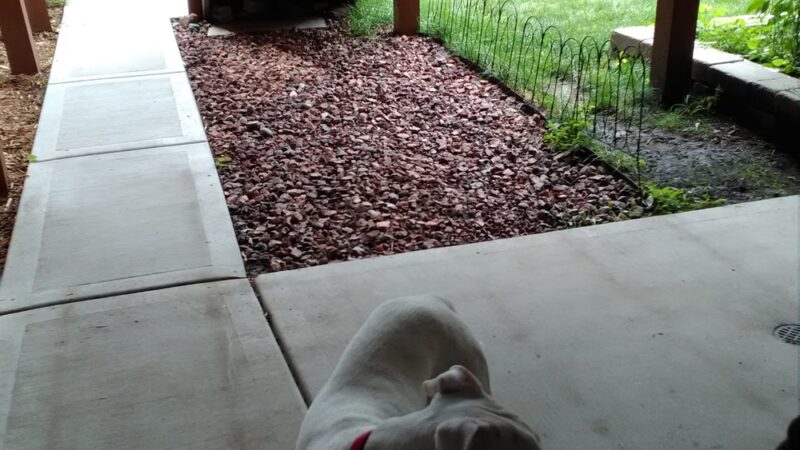 Dogwood Park - Chicago, IL