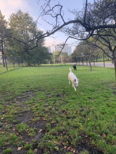 Edgewater Dog Park - Chicago, IL