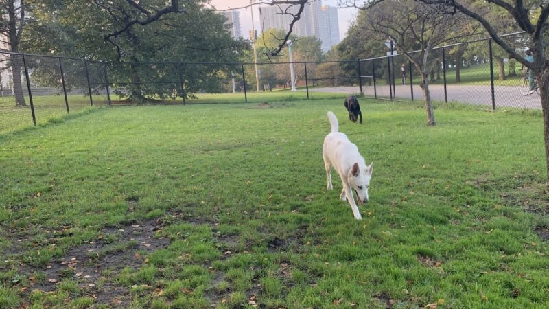 Edgewater Dog Park - Chicago, IL
