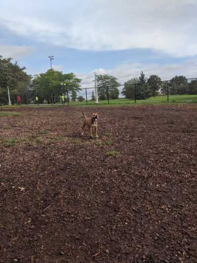 Edgewater Dog Park - Chicago, IL