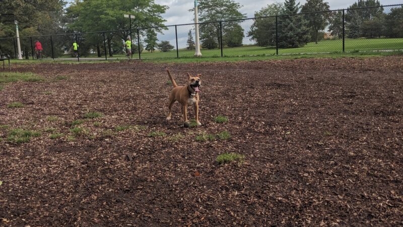 Edgewater Dog Park - Chicago, IL