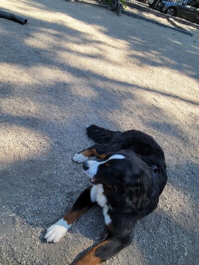 Hamlin Park Dog Friendly Area - Chicago, IL