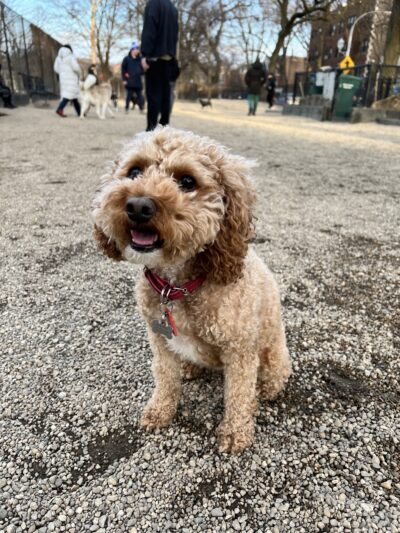 Hamlin Park Dog Friendly Area - Chicago, IL