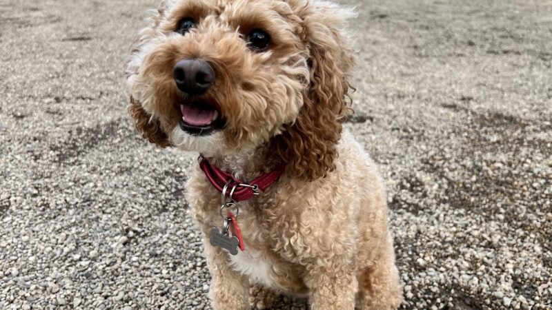 Hamlin Park Dog Friendly Area - Chicago, IL