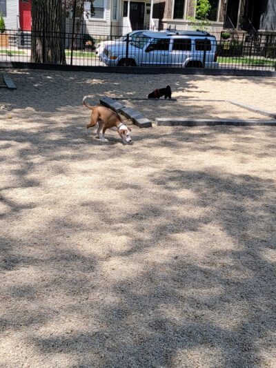 Hamlin Park Dog Friendly Area - Chicago, IL