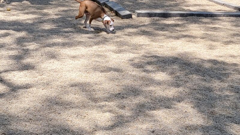 Hamlin Park Dog Friendly Area - Chicago, IL