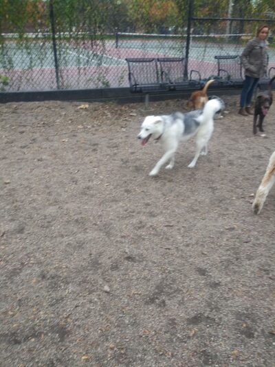 Hamlin Park Dog Friendly Area - Chicago, IL