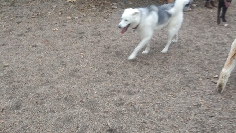 Hamlin Park Dog Friendly Area - Chicago, IL