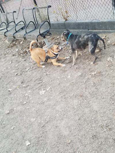 Hamlin Park Dog Friendly Area - Chicago, IL