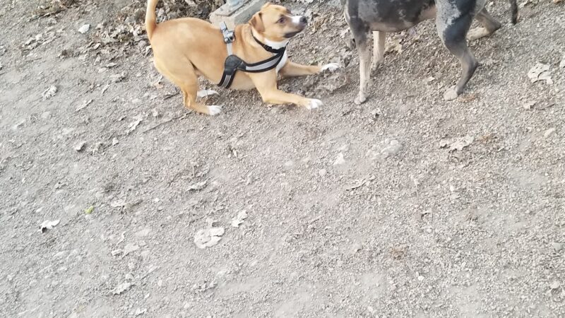Hamlin Park Dog Friendly Area - Chicago, IL
