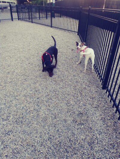 K2 Apartments Dog Park - Chicago, IL