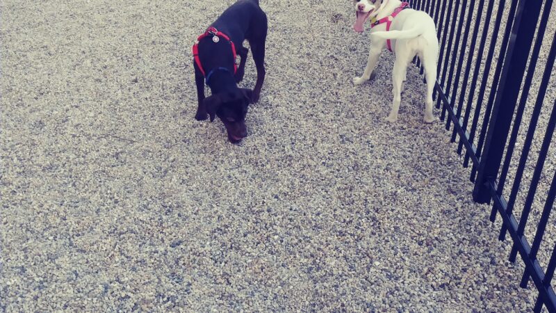 K2 Apartments Dog Park - Chicago, IL