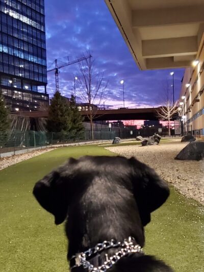K2 Apartments Dog Park - Chicago, IL