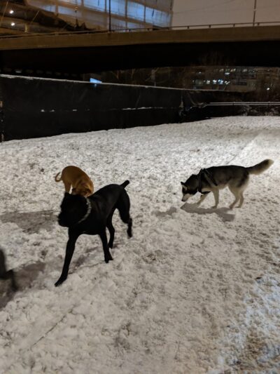 K2 Apartments Dog Park - Chicago, IL