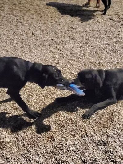 K2 Apartments Dog Park - Chicago, IL