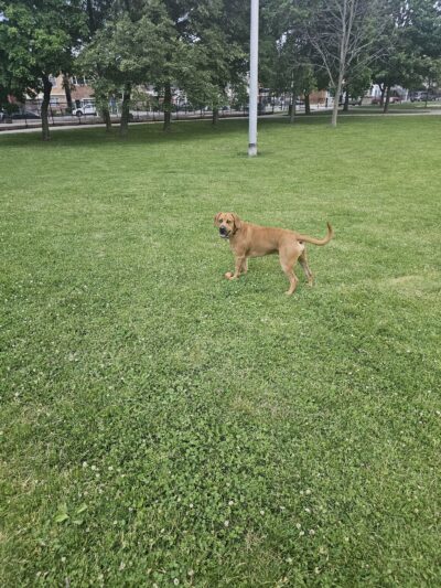 Kosciuszko Park Dog Park - Chicago, IL