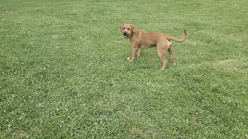 Kosciuszko Park Dog Park - Chicago, IL