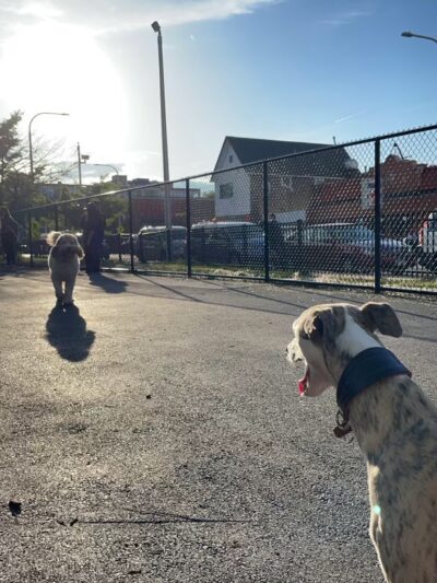 Kosciuszko Park Dog Park - Chicago, IL