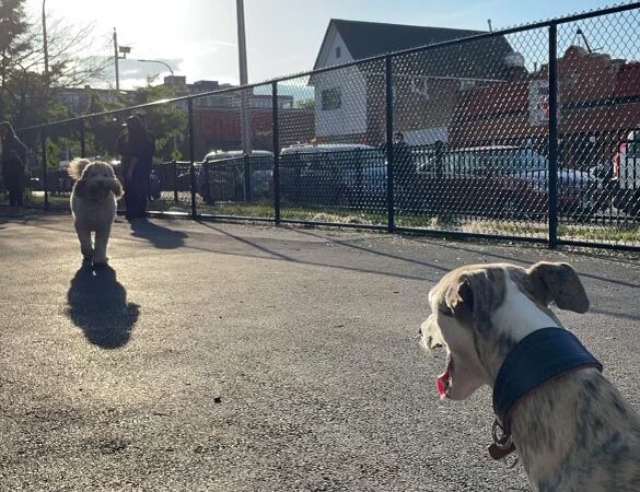 Kosciuszko Park Dog Park - Chicago, IL