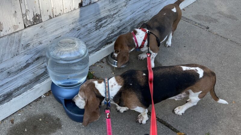 Lakeview Dogs - Chicago, IL