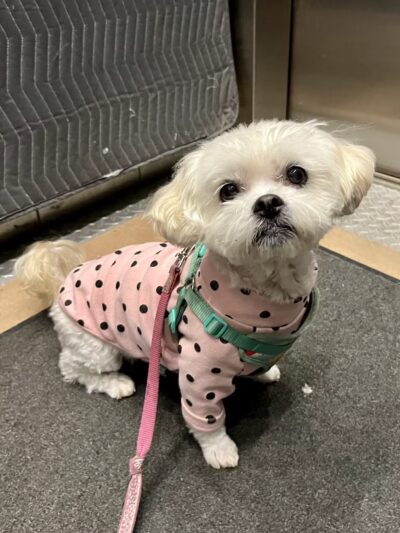 Lakeview Dogs - Chicago, IL