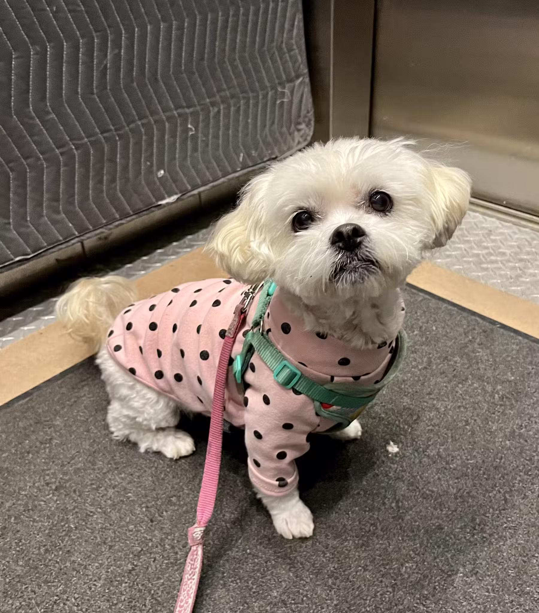 Lakeview Dogs - Chicago, IL