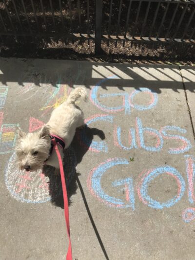 Lakeview Dogs - Chicago, IL