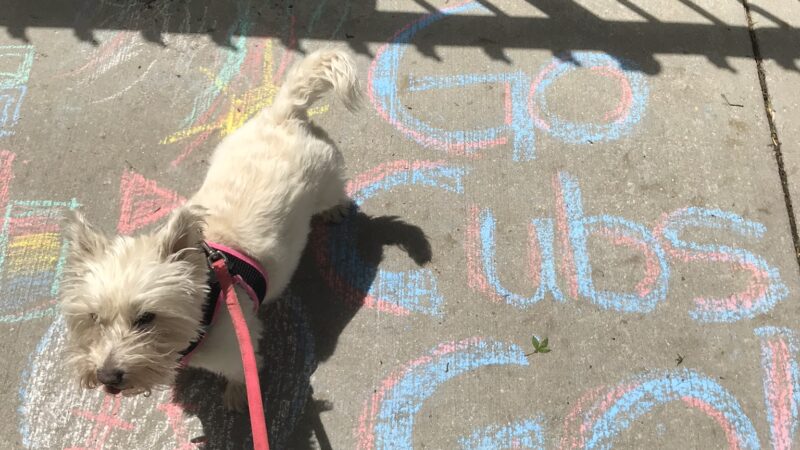 Lakeview Dogs - Chicago, IL