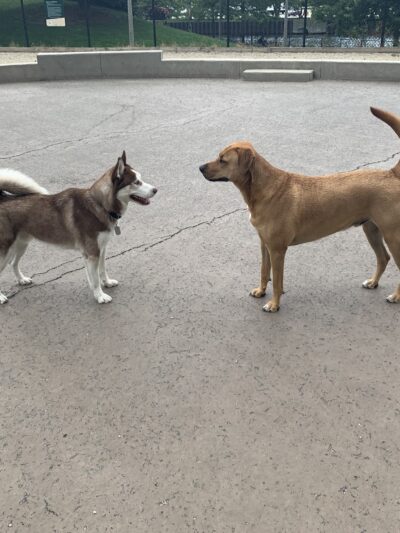 Larrabee Dog Park - Chicago, IL