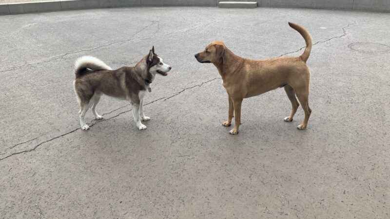 Larrabee Dog Park - Chicago, IL