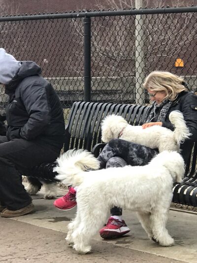 Larrabee Dog Park - Chicago, IL