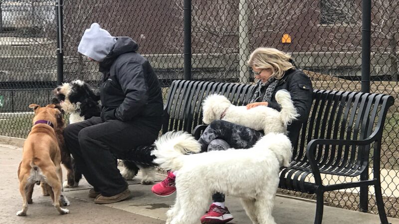 Larrabee Dog Park - Chicago, IL