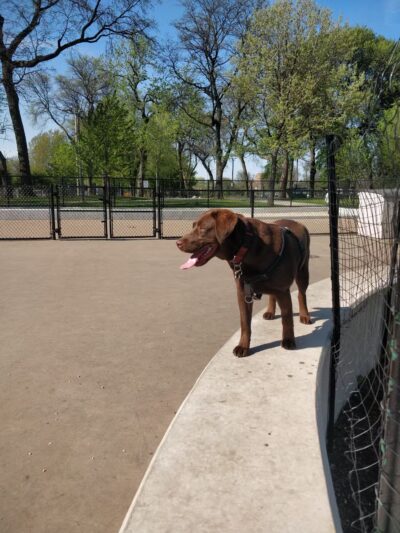 McKinley Dog Park - Chicago, IL