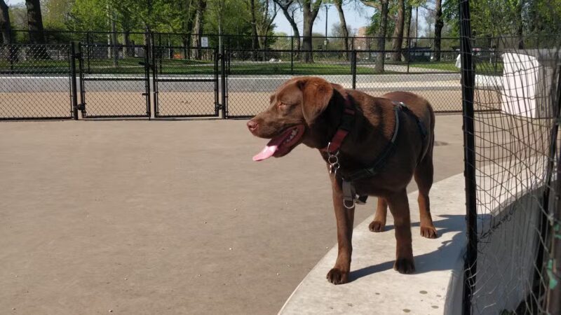 McKinley Dog Park - Chicago, IL