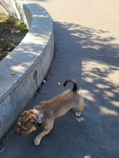 McKinley Dog Park - Chicago, IL