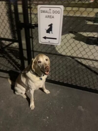 McKinley Dog Park - Chicago, IL