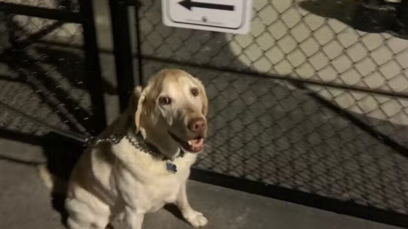 McKinley Dog Park - Chicago, IL