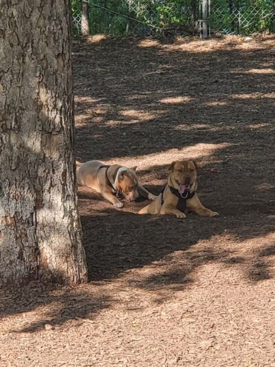 Park #536 - Chicago, IL